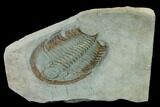 Bargain, Longianda Trilobite With Pos/Neg - Issafen, Morocco #170637-3
